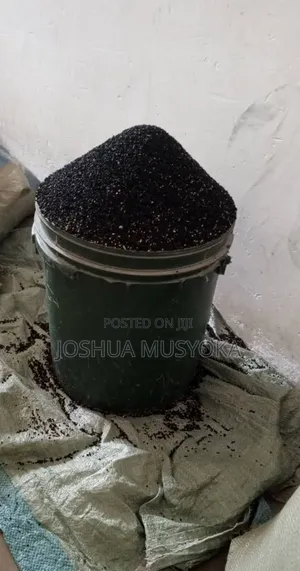 Onion Seeds(mangola)