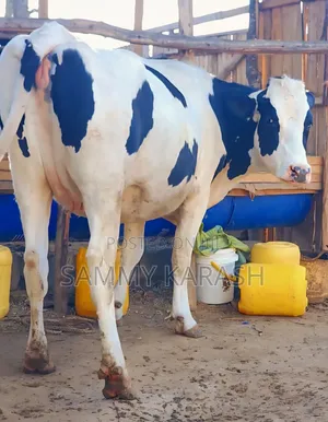 Pedigree Incalf Heifers