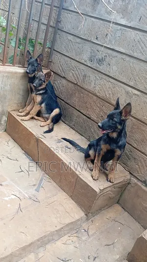 3-6 months Female Purebred German Shepherd