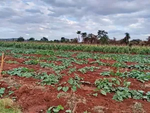 5 Acres Red Soil - Masinga Catching the Dam