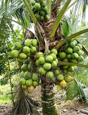 Dwarf Coconut Seedlings