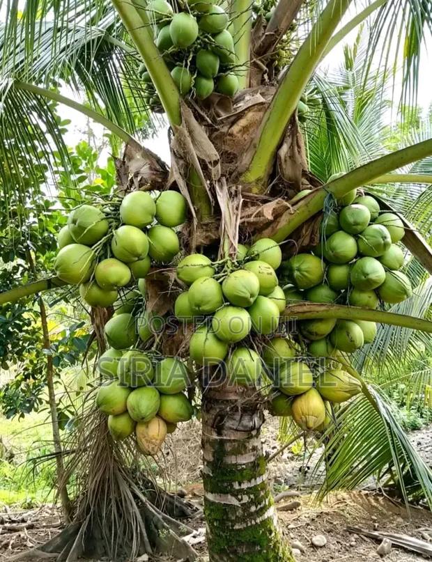Dwarf Coconut Seedlings - main view