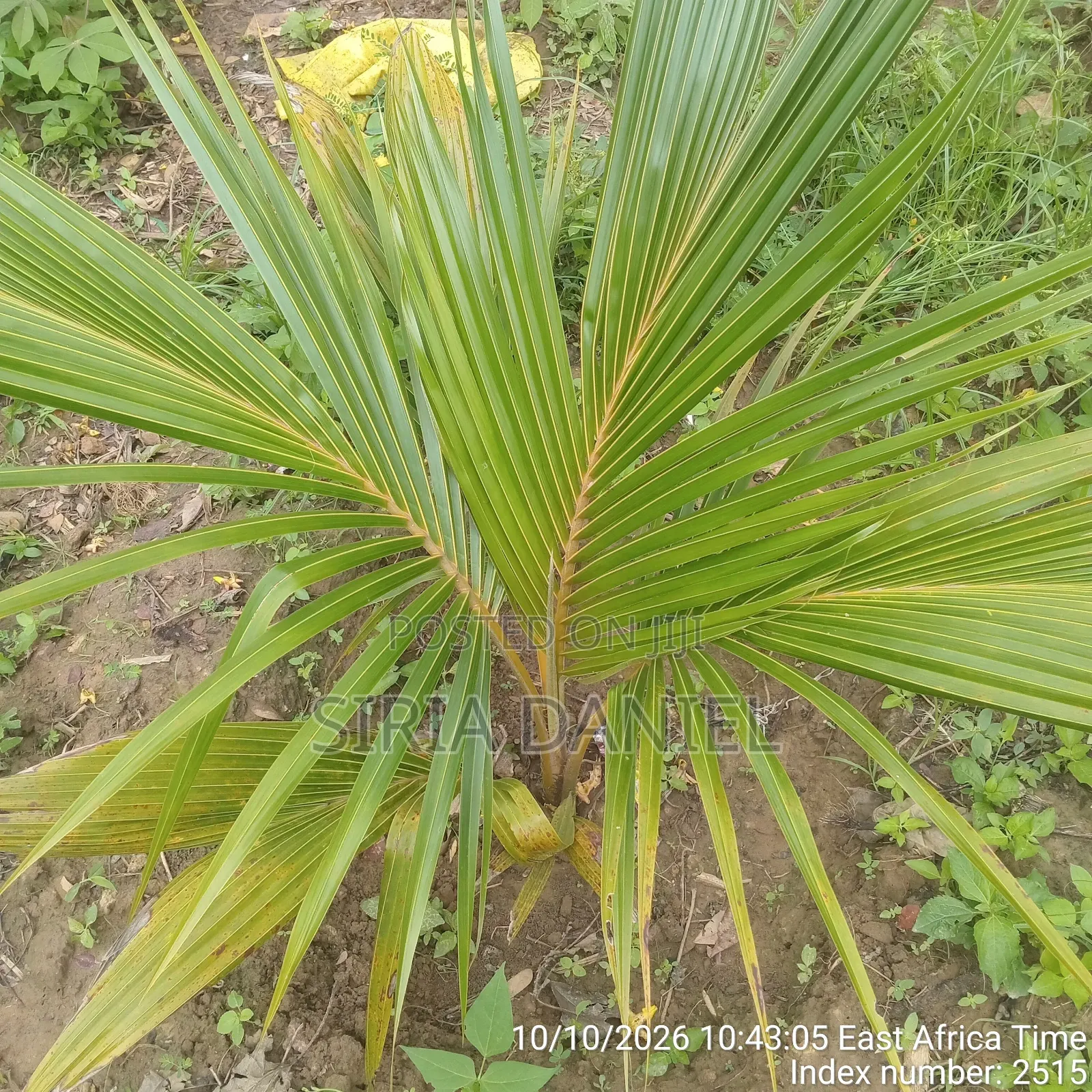 Dwarf Coconut Seedlings