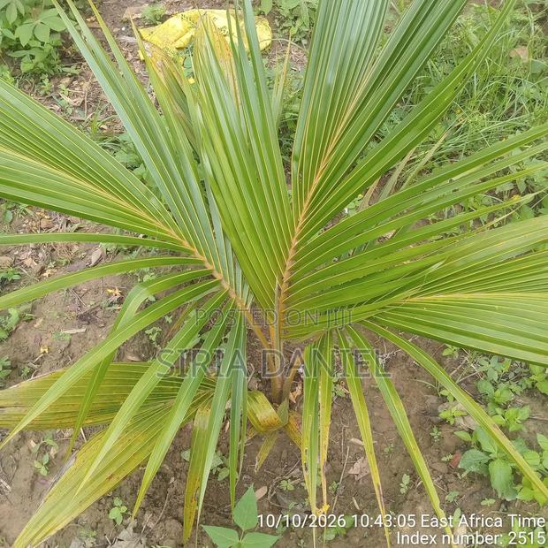 Dwarf Coconut Seedlings - thumbnail 2