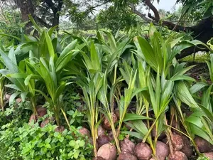 Dwarf Coconut Seedlings