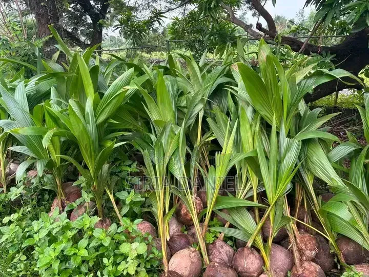Dwarf Coconut Seedlings