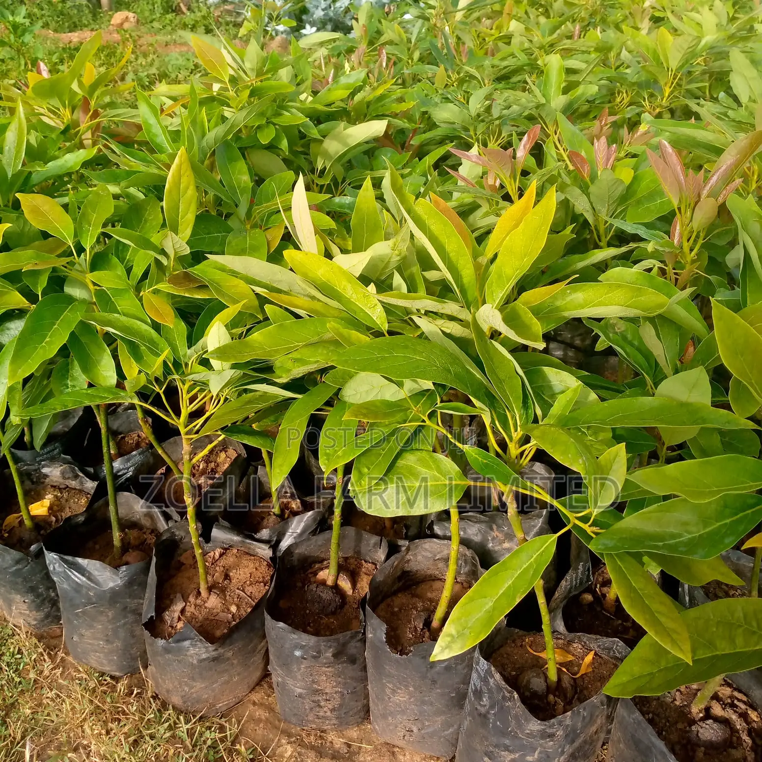Avocado Seedlings