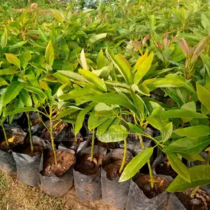 Avocado Seedlings