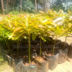 Avocado Seedlings