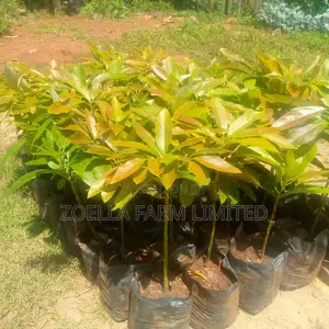 Avocado Seedlings