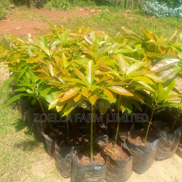 Avocado Seedlings - thumbnail 3