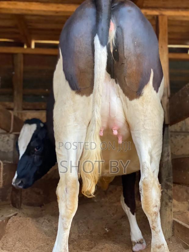 7.5 Months in-Calf Pedigree Heifers With Sexed Semen for Sale |
