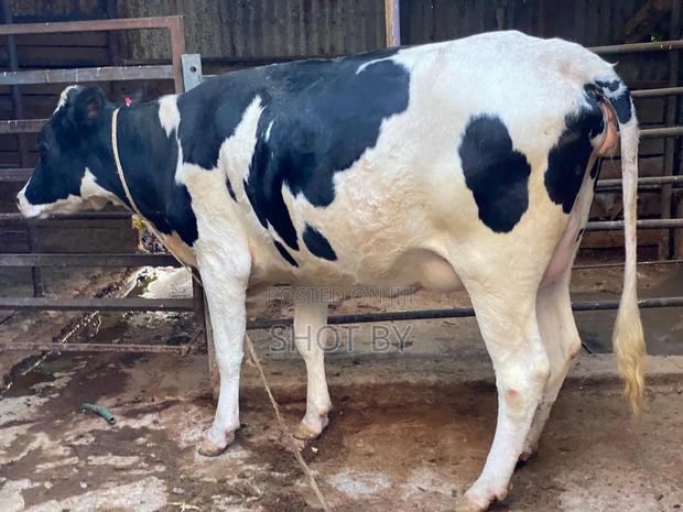 7.5 Months in-Calf Heifers With Sexed Semen for Sale