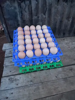 Kienyenji Eggs