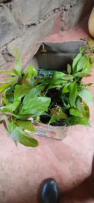 Anyone Need Avocado Tree It's Available