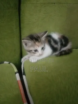 1-3 months Male Mixed Breed Cat