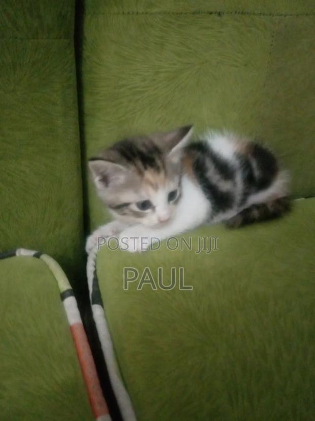 1-3 months Male Mixed Breed Cat
