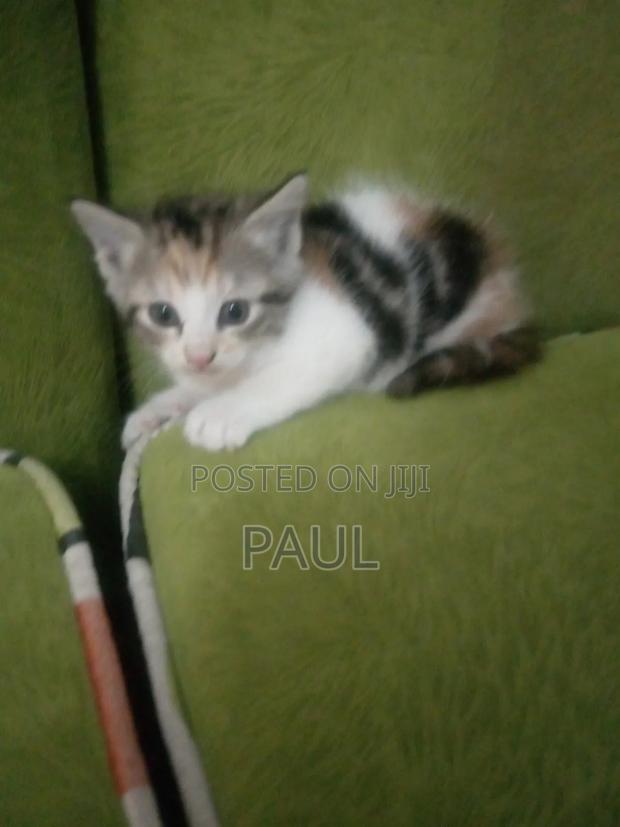 1-3 months Male Mixed Breed Cat - thumbnail 2