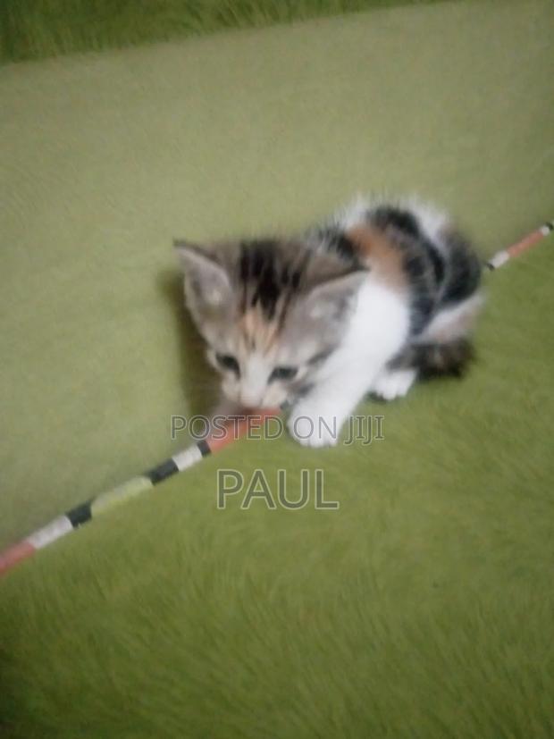 1-3 months Male Mixed Breed Cat - thumbnail 3