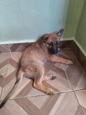 1-3 months Female Purebred German Shepherd