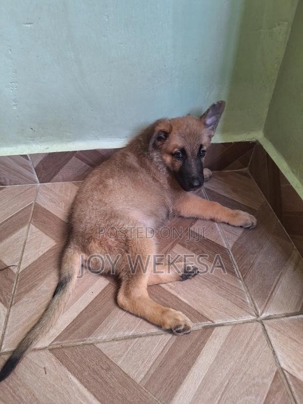 1-3 months Female Purebred German Shepherd - main view