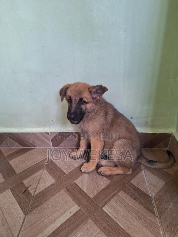 1-3 months Female Purebred German Shepherd - thumbnail 2