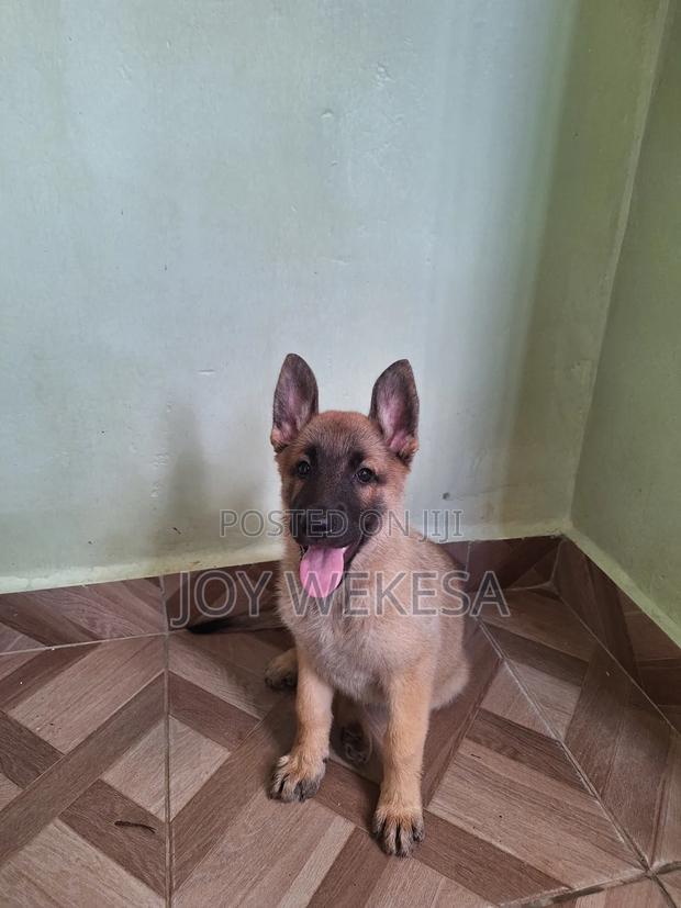 1-3 months Female Purebred German Shepherd - thumbnail 3