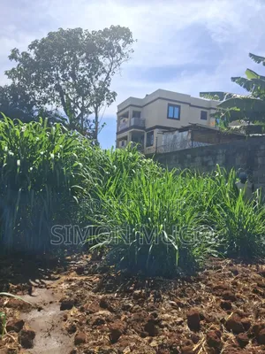 Ruiru Mugutha Prime Well Drained Red Soil 100x125 Plot Freehold Title