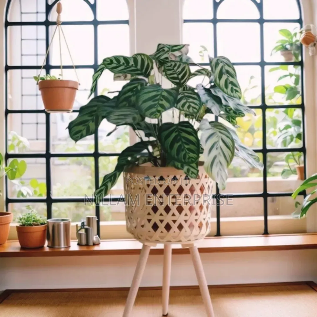 Boho Rattan Plant Stand Set of 3