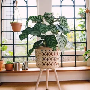 Boho Rattan Plant Stand Set of 3
