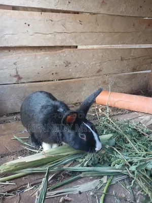 Rabbits for Sale – Healthy, Well-Raised Rabbits