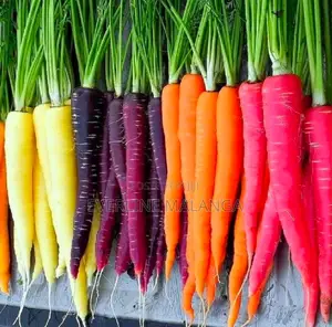 Premium Rainbow Carrots Seeds-Purple, Yellow, Orange