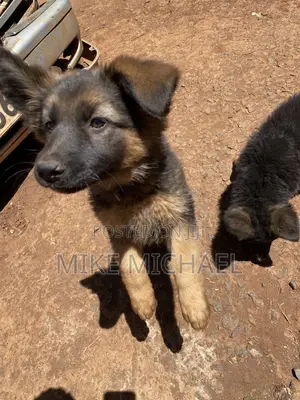 3-6 months Female Purebred German Shepherd