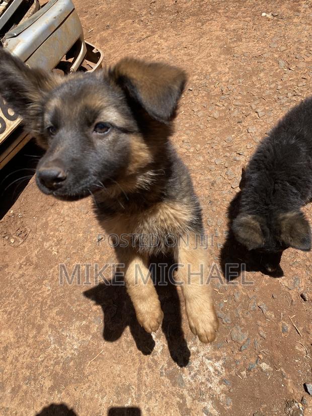 3-6 months Female Purebred German Shepherd - main view