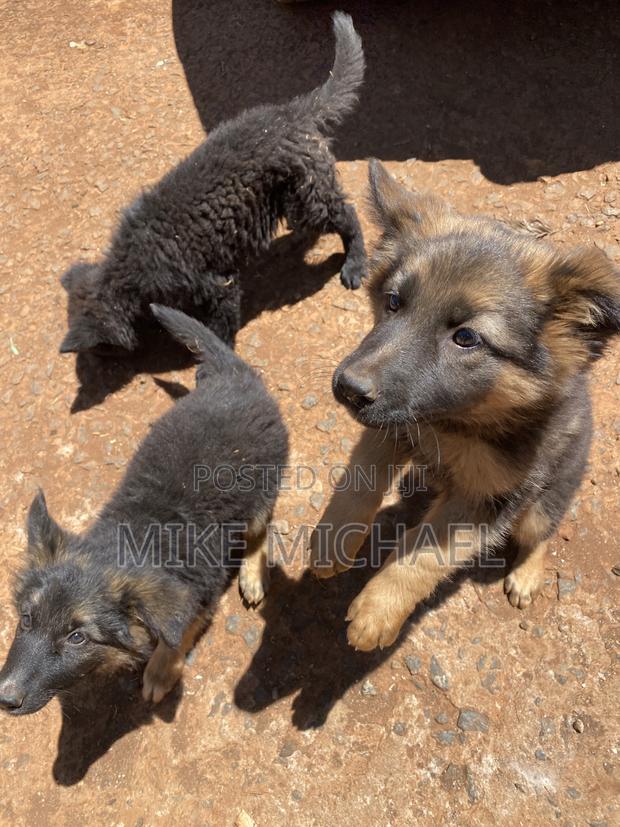3-6 months Female Purebred German Shepherd - thumbnail 2
