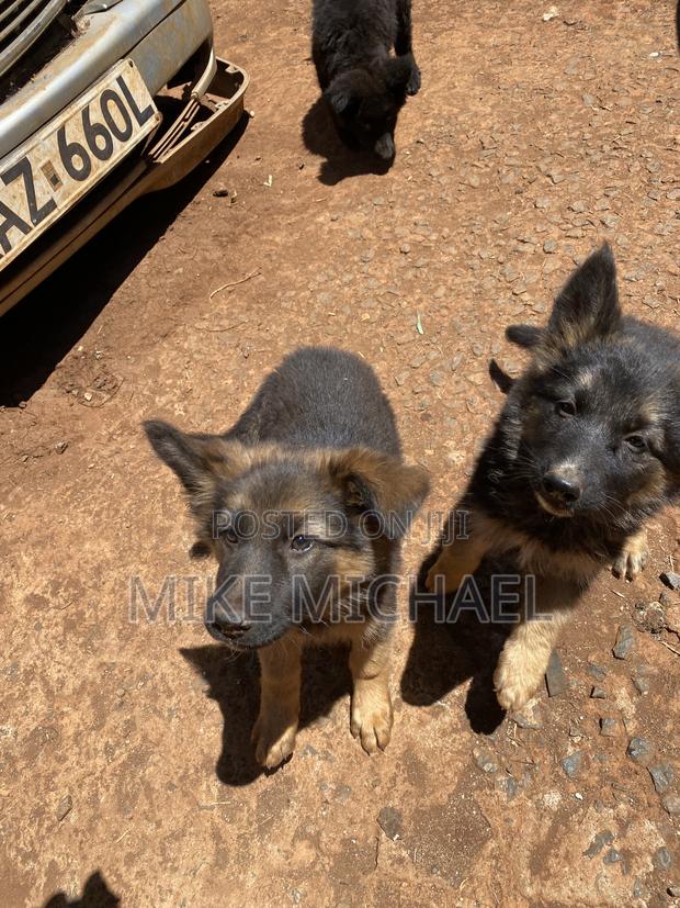 3-6 months Female Purebred German Shepherd - thumbnail 4