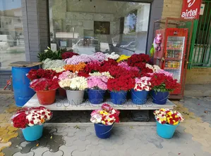 Fresh Flowers