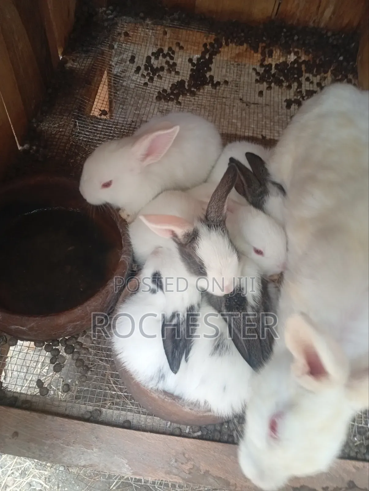 Other Animals