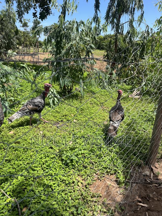 Poultry Turkey - thumbnail 2