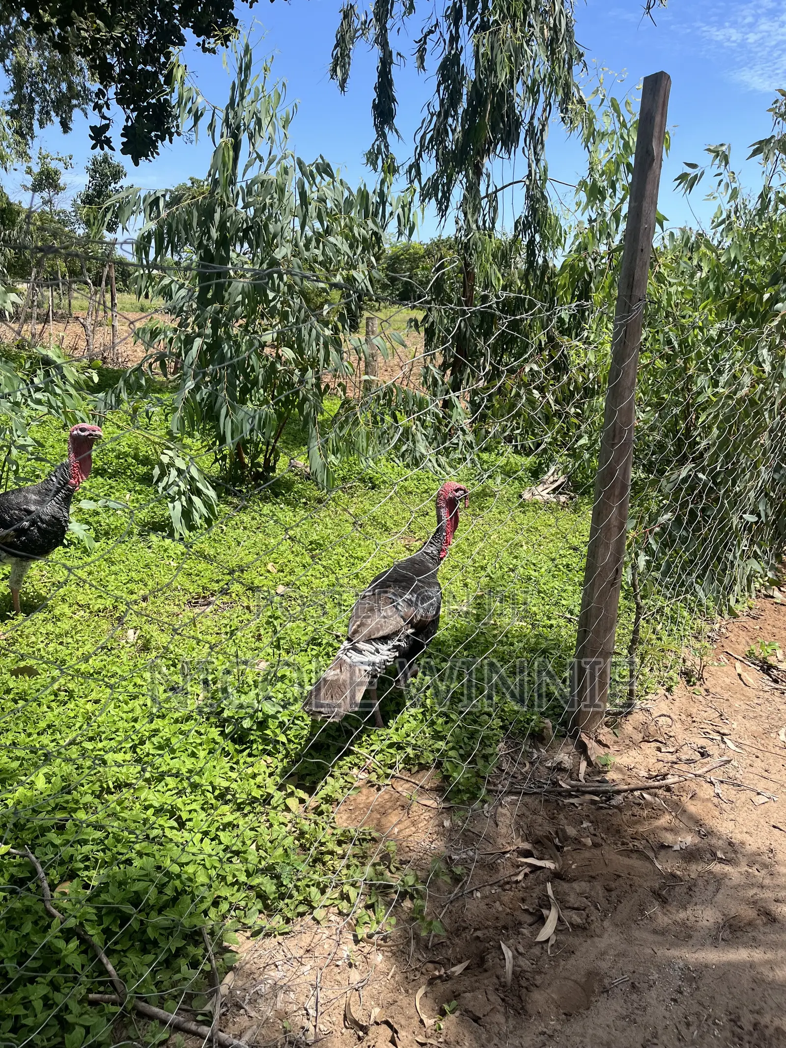 Poultry Turkey