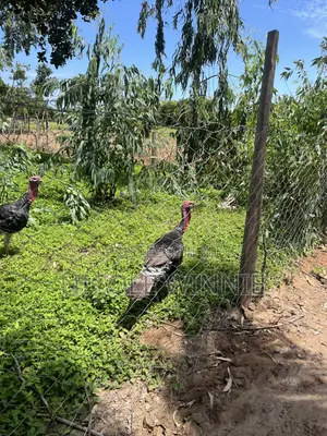 Poultry Turkey