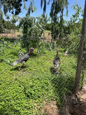 Poultry Turkey