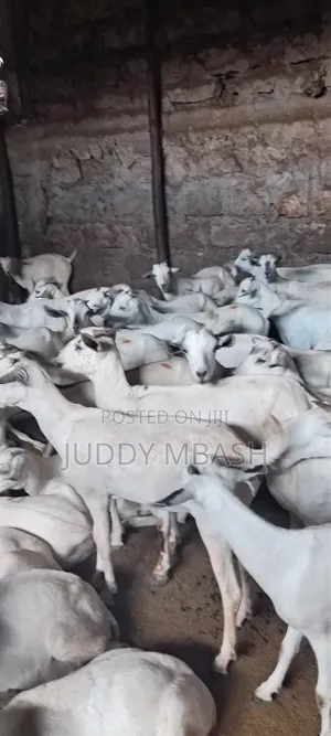 Quality Galla Goats