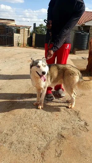 6-12 months Female Purebred Siberian Husky