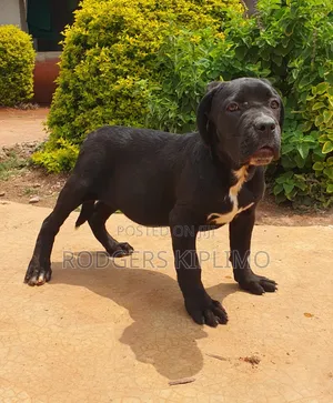 3-6 months Female Purebred Cane Corso