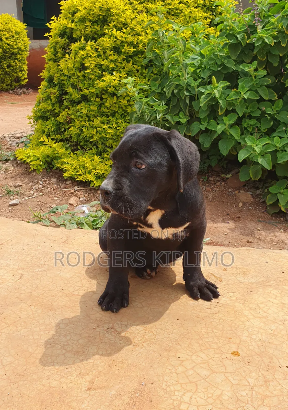 3-6 months Female Purebred Cane Corso