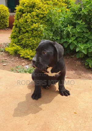 3-6 months Female Purebred Cane Corso