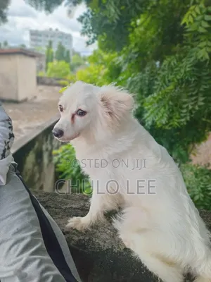 1+ year Female Purebred Japanese Spitz