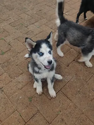 1-3 months Male Purebred Siberian Husky