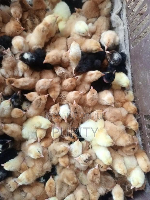 Improved Kienyeji Chicks - main view